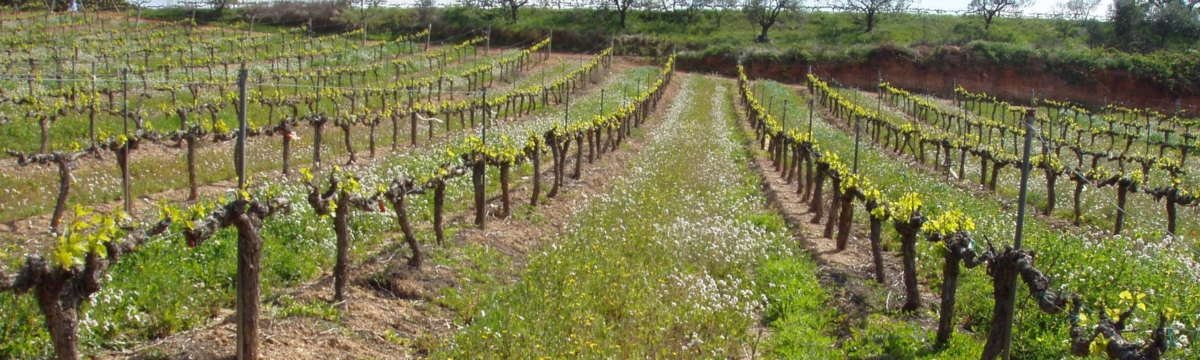 Agronomía y Medio Ambiente en Sistemas Agrícolas Mediterráneos